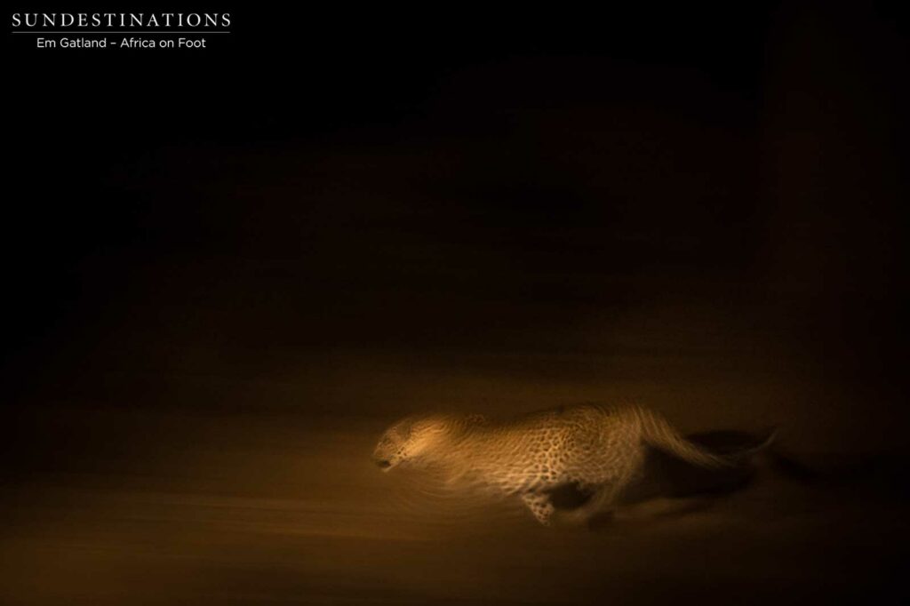 Leopard on the move Leopard on the move