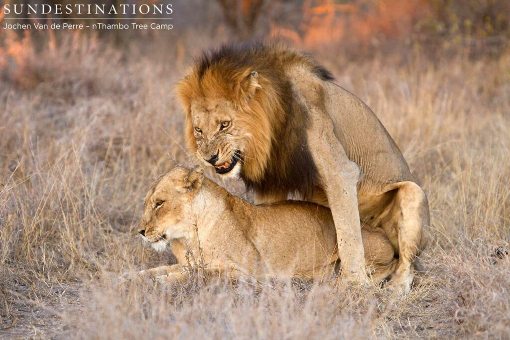 Trilogy male mating with Ross lioness Trilogy male mating with Ross lioness