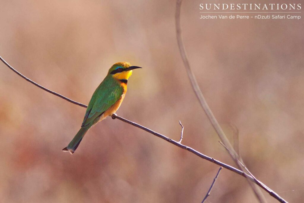 Little bee-eater Little bee-eater