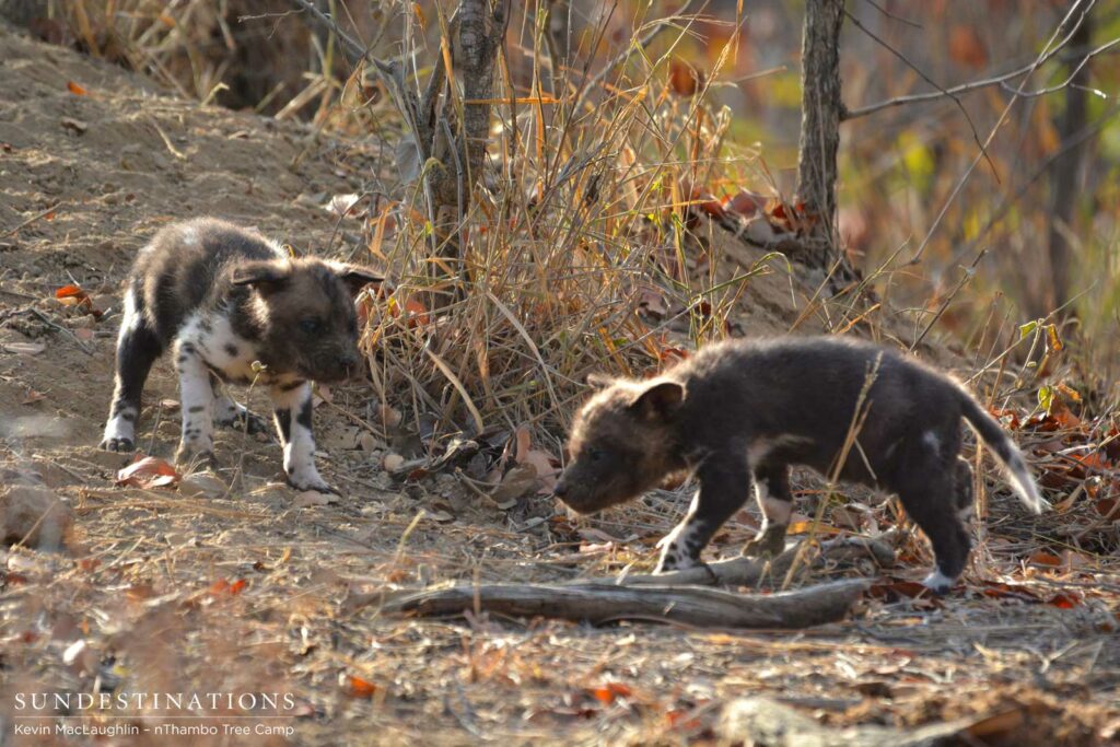 pups-exploring Wild dog pups exploring