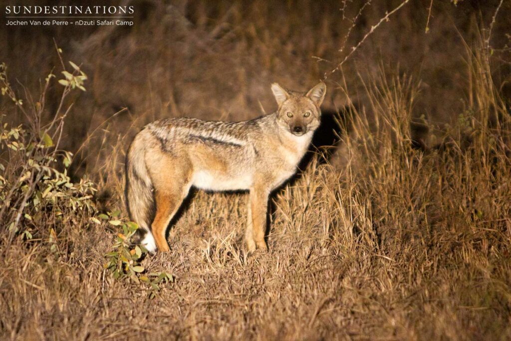 Side-striped jackal Side-striped jackal