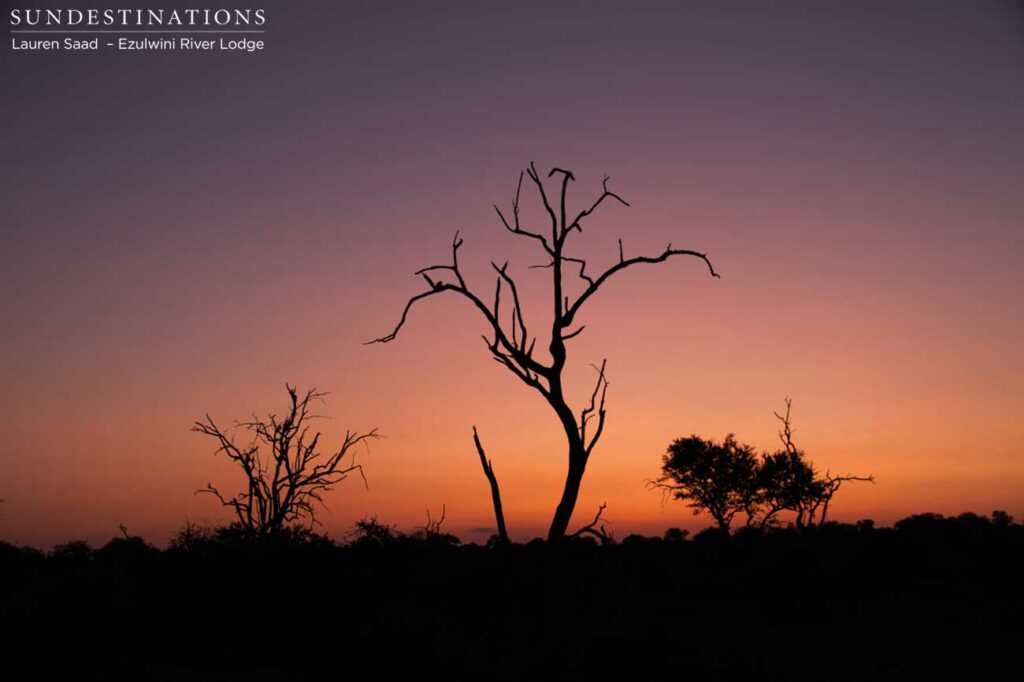 Balule sunset Balule sunset