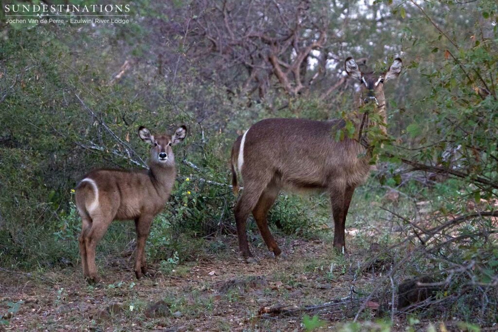 Waterbuck cow and calf Waterbuck cow and calf