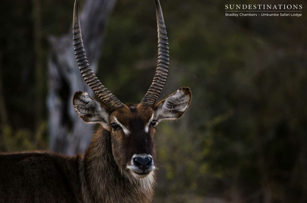 Waterbuck male Waterbuck male