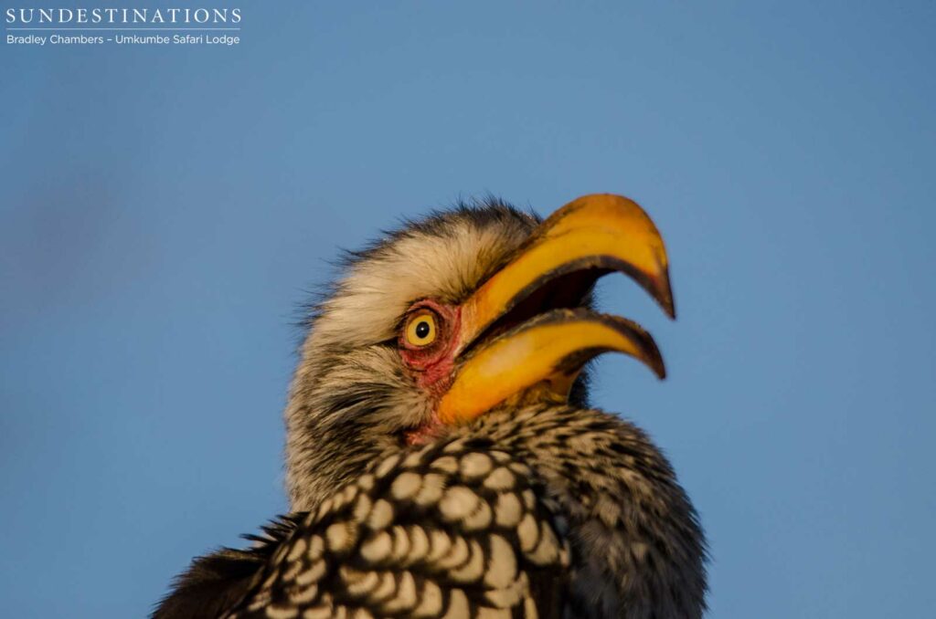 Yellow-billed hornbill Yellow-billed hornbill