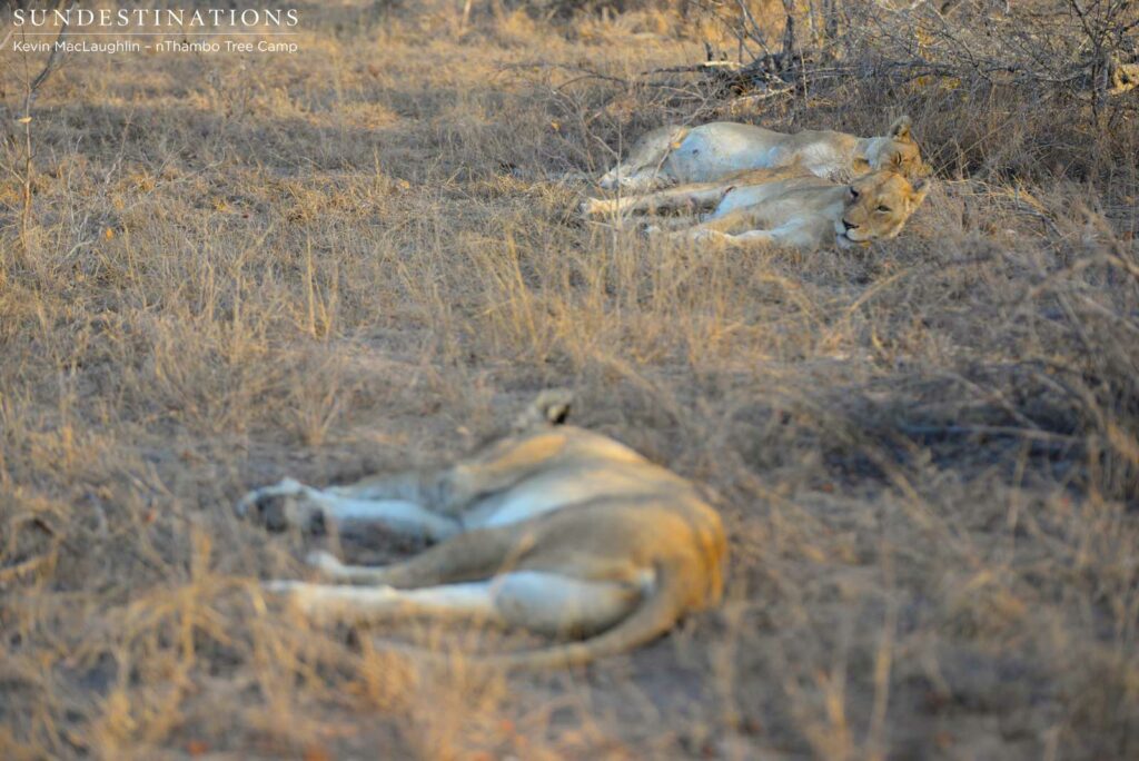 Ross breakaway duo plus new lioness Ross breakaway duo plus new lioness