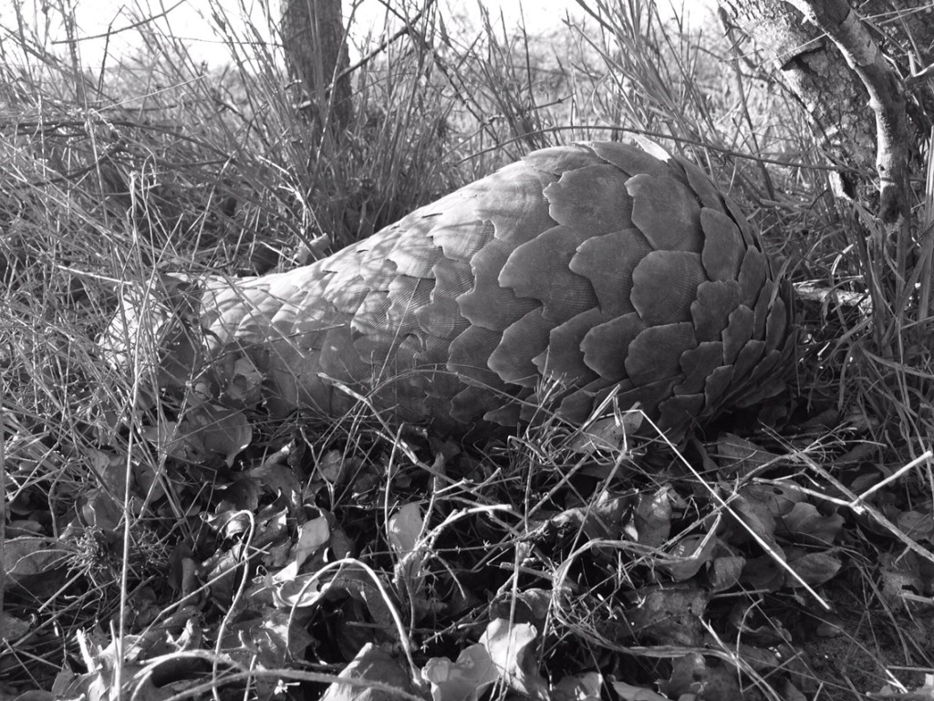 IMG-20150731-WA0002 IMG-20150731-WA0002