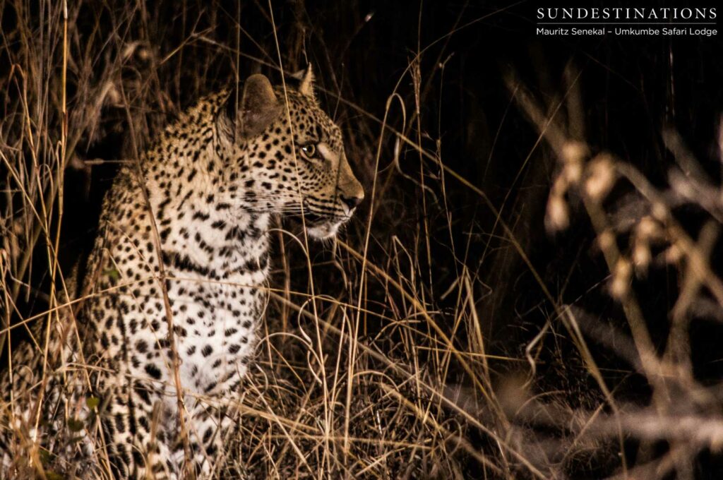 Kigelia at night Kigelia at night