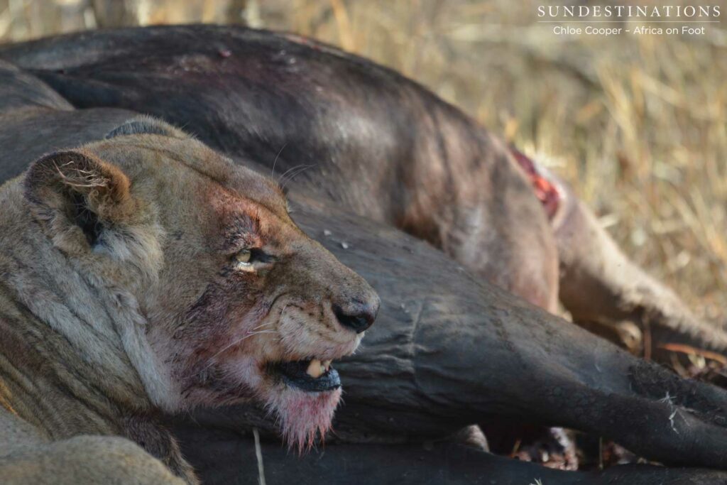 Ross-lioness-buffalo-kill Ross lioness on buffalo kill