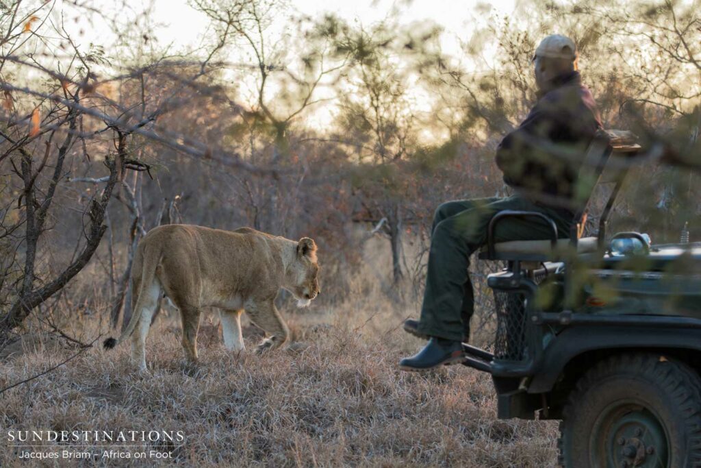 Ross-lioness-crossing-Enoch Pregnant Ross lioness walking passed Enoch