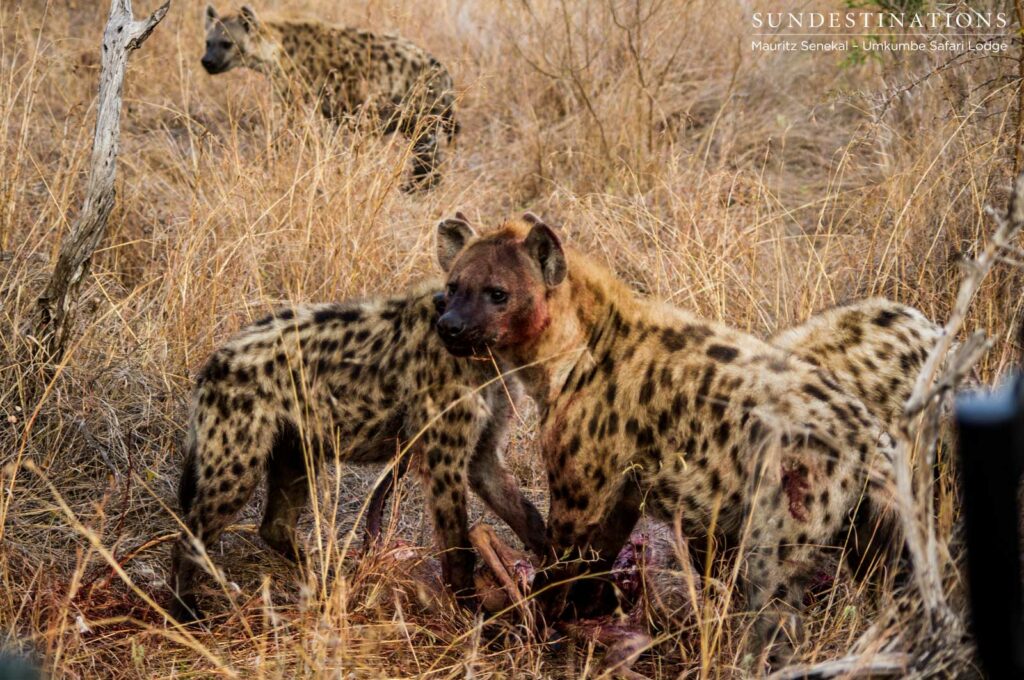 Spotted hyena clan on impala kill Spotted hyena clan on impala kill