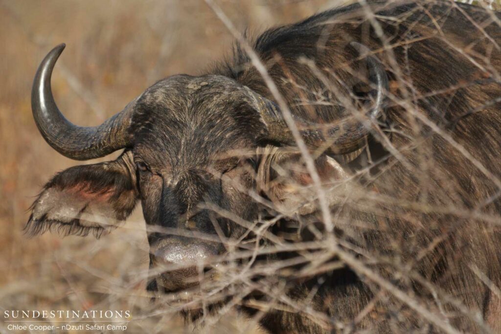 Buffalo cow in the bush Buffalo cow in the bush