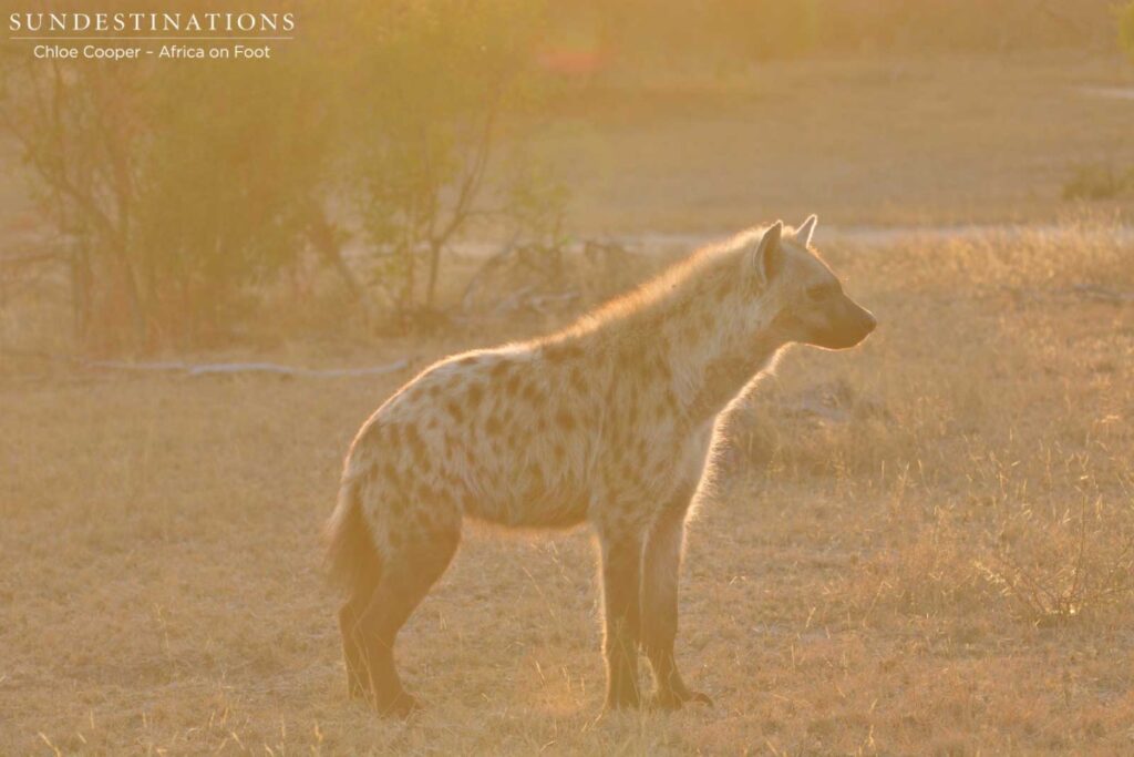 Hyena Sunrise Hyena Sunrise