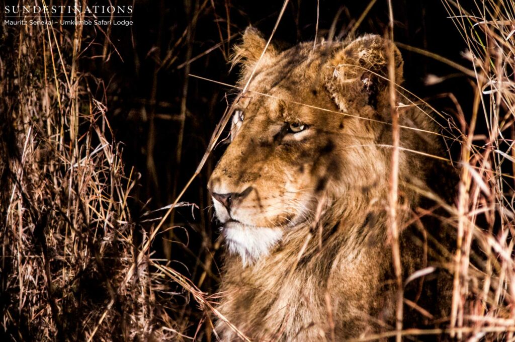 Ximhungwe breakaway subadult male Ximhungwe breakaway subadult male