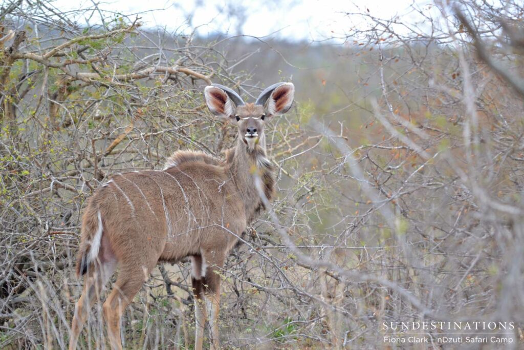 Young kudu bull Young kudu bull