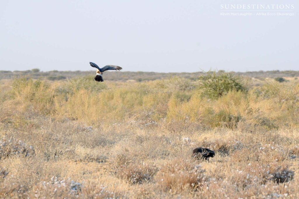 Goshawk flying above the honey badger looking for prey Goshawk flying above the honey badger looking for prey