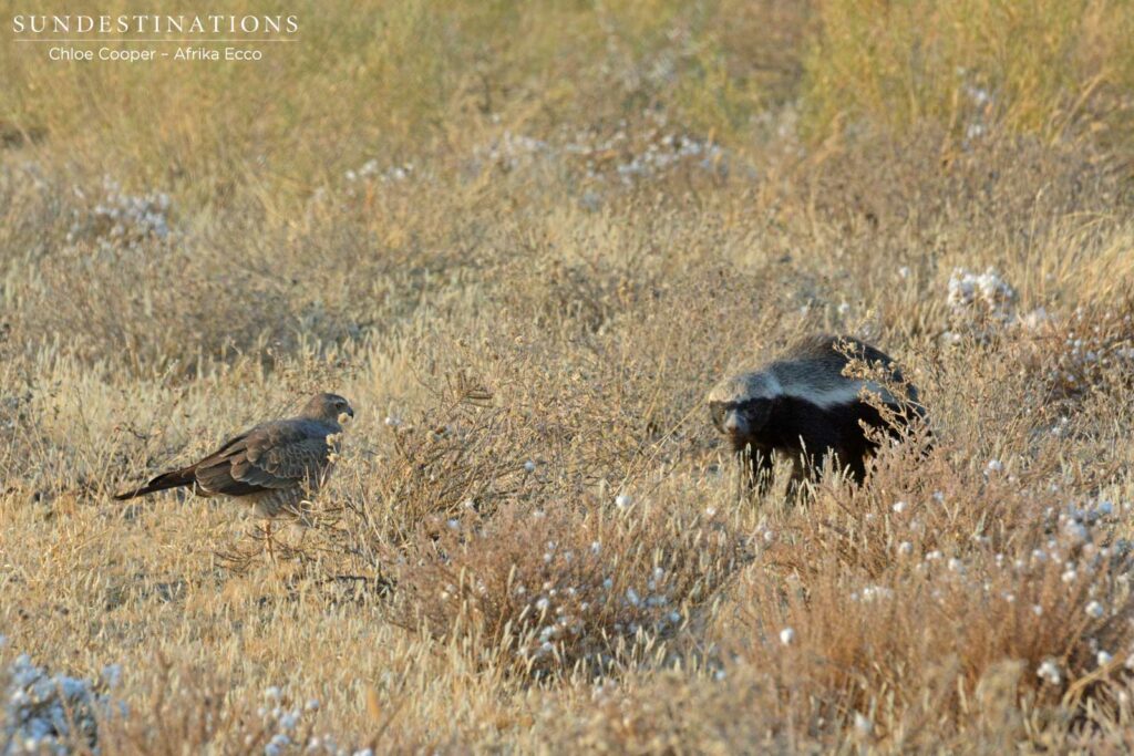 Honey Badger foraging in CKGR with pale-chanting goshawk following Honey Badger foraging in CKGR with pale-chanting goshawk following