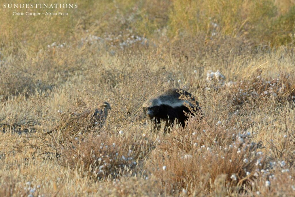 Juvenile pale-chanting goshawk keeping close to the honey badger Juvenile pale-chanting goshawk keeping close to the honey badger