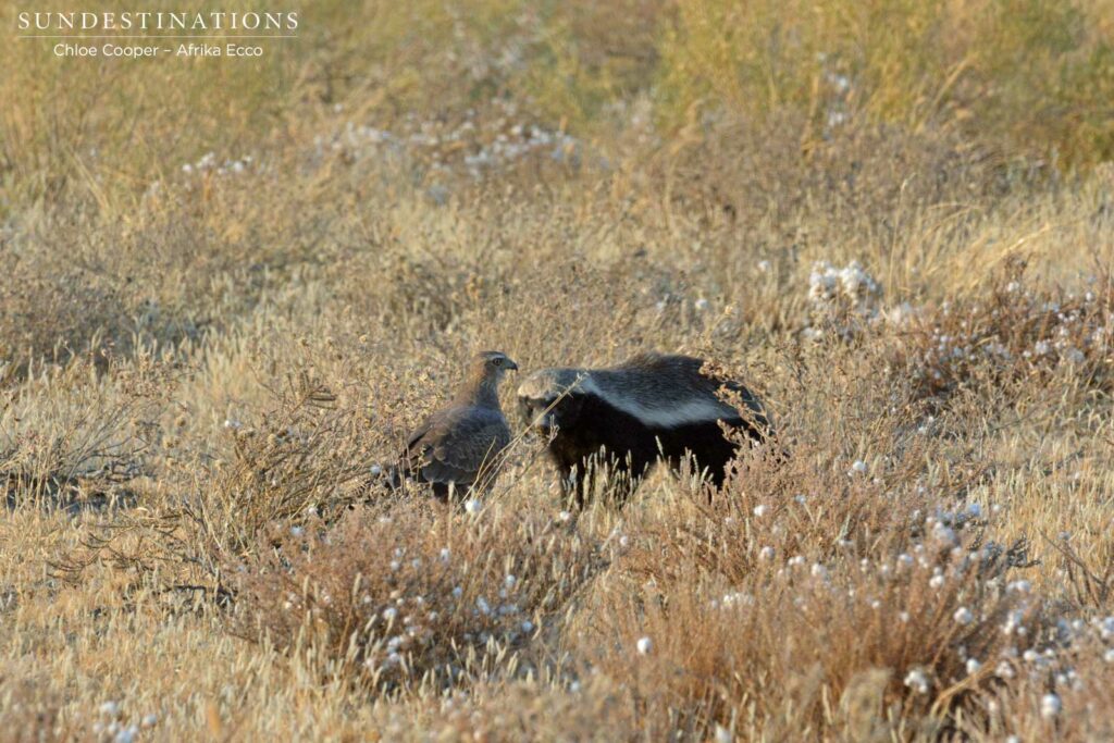 Goshawk waiting to get lucky Goshawk waiting to get lucky