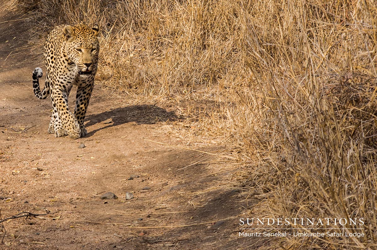 Mxabene Leopard Mxabene Leopard