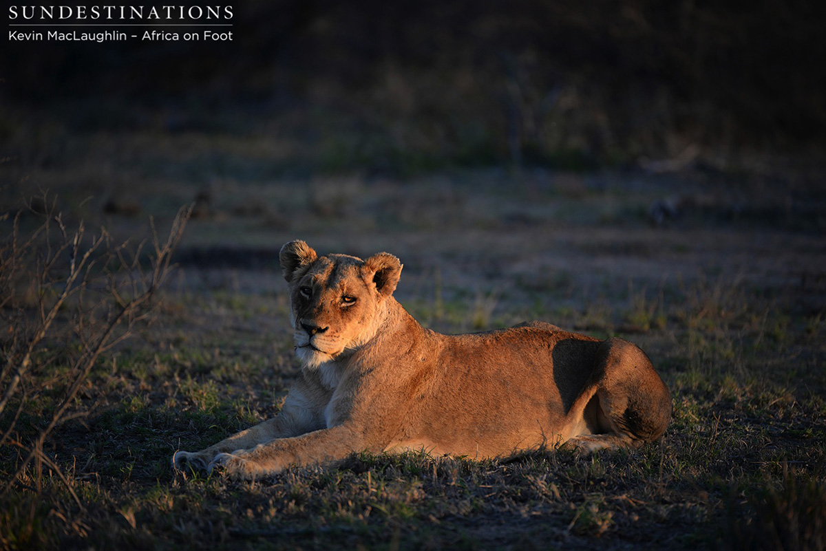 RossPrideAOFRoss RossPrideAOFRoss