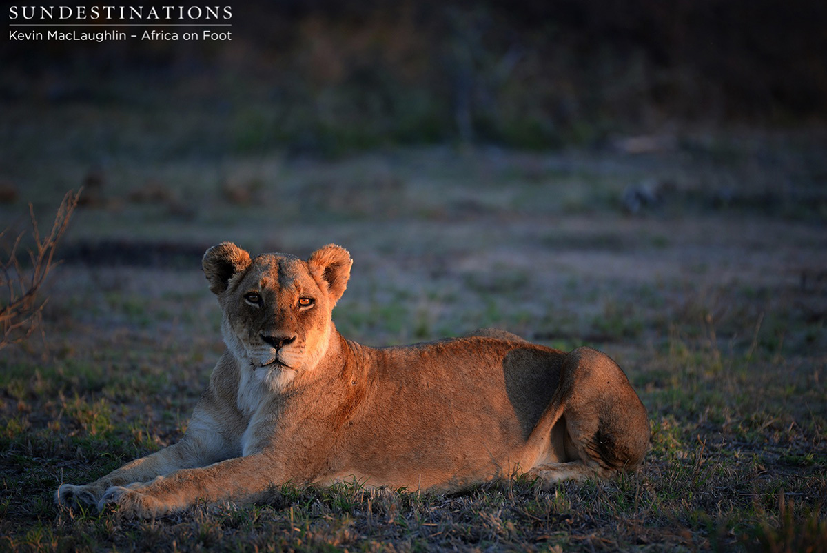 Ross Pride Female Ross Pride Female