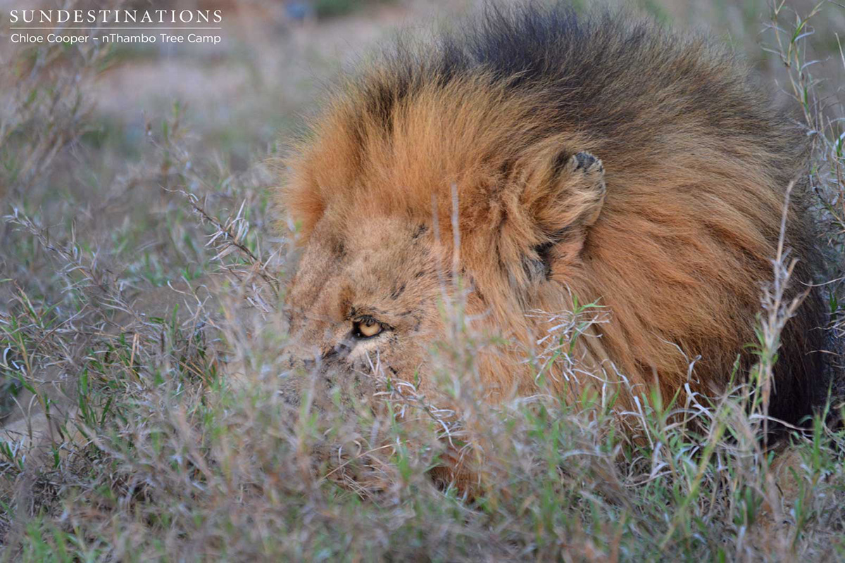 Trilogy Lion Trilogy Lion