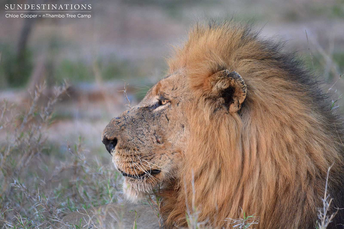 Trilogy Male Lion Trilogy Male Lion