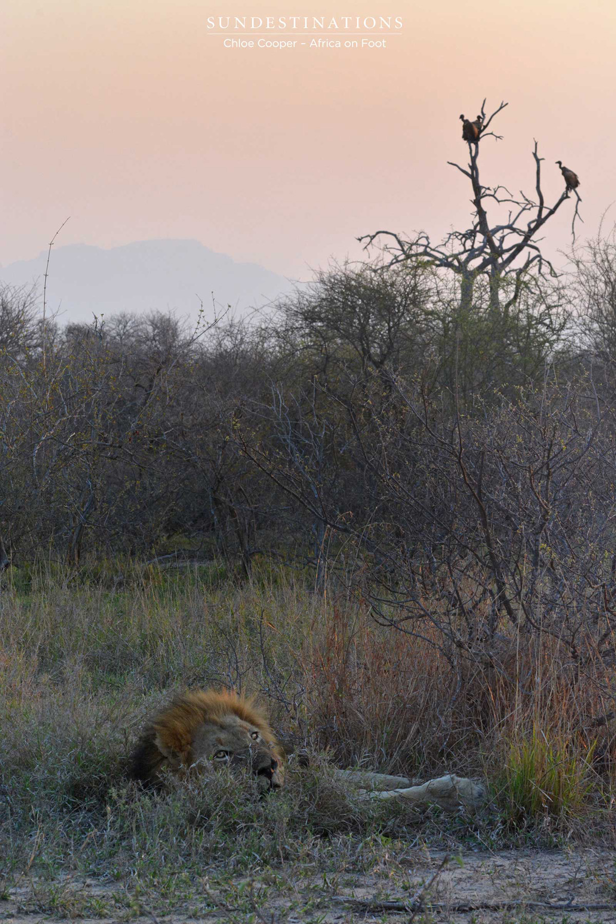 Trilogy with Vultures Trilogy with Vultures