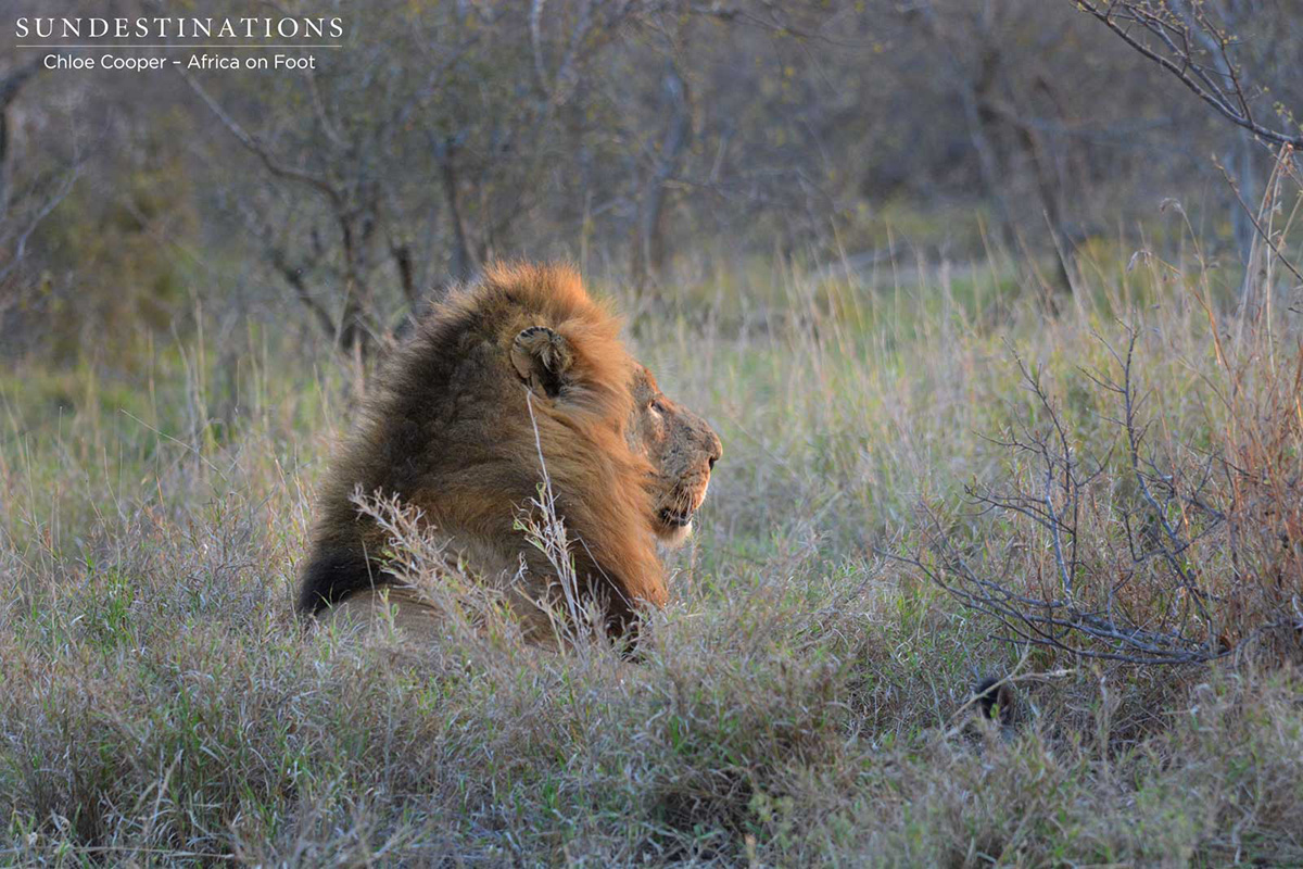 Trilogy Mane Trilogy Mane