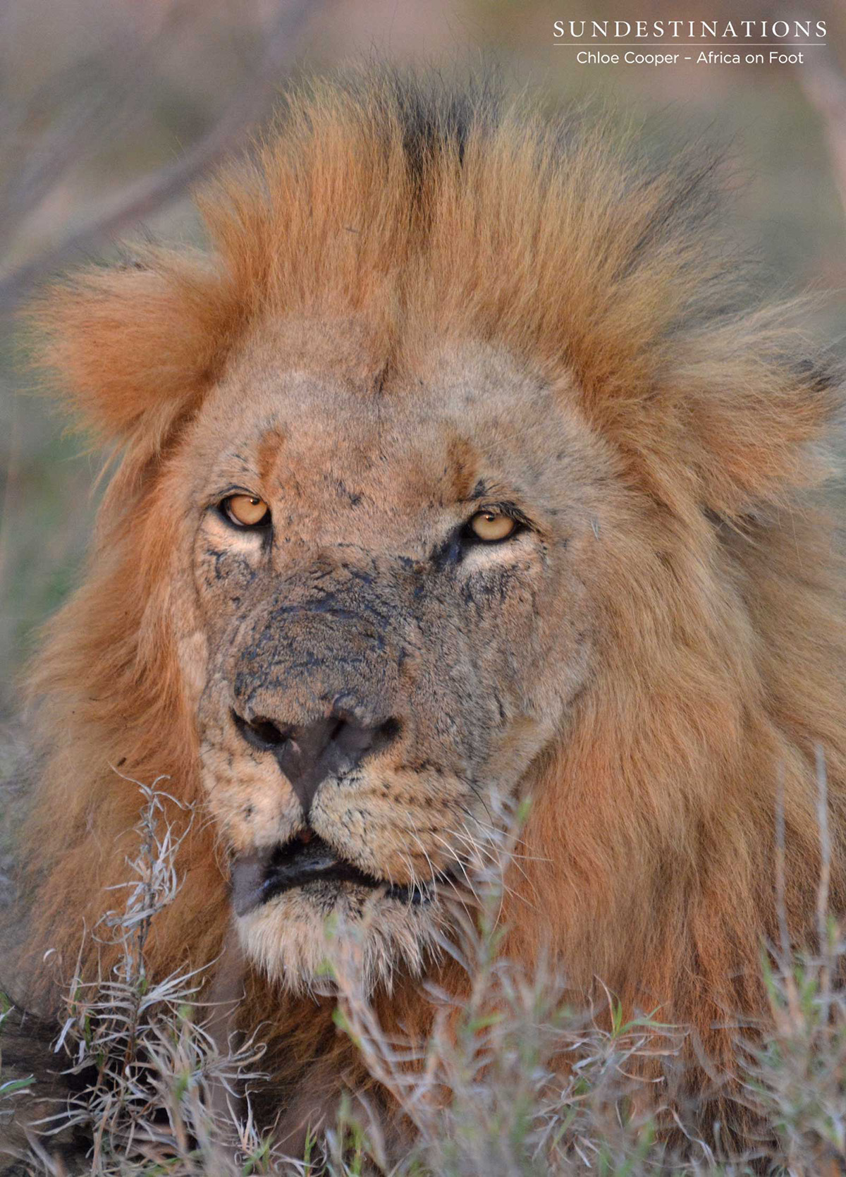 Trilogy Portrait Trilogy Portrait