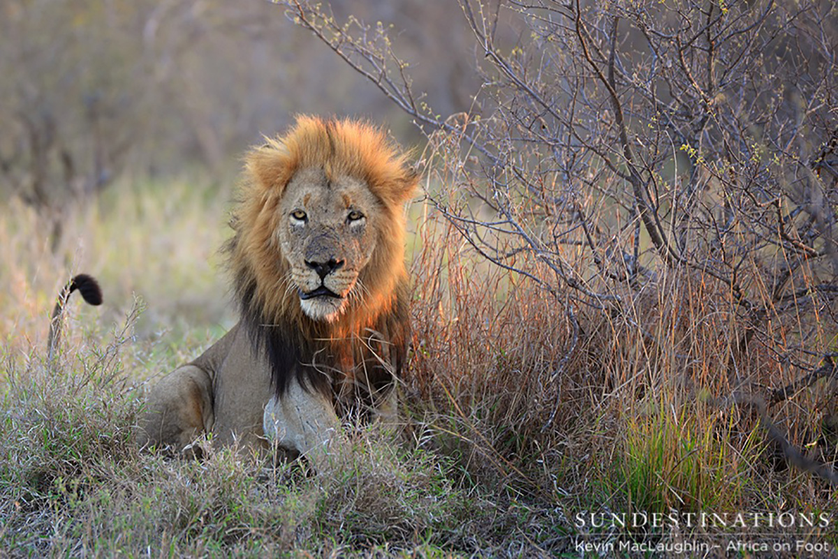 Ross Pride and Trilogy Ross Pride and Trilogy