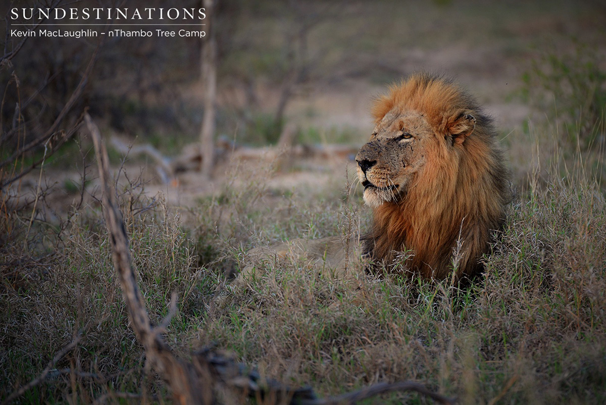 Trilogy Lions Trilogy Lions