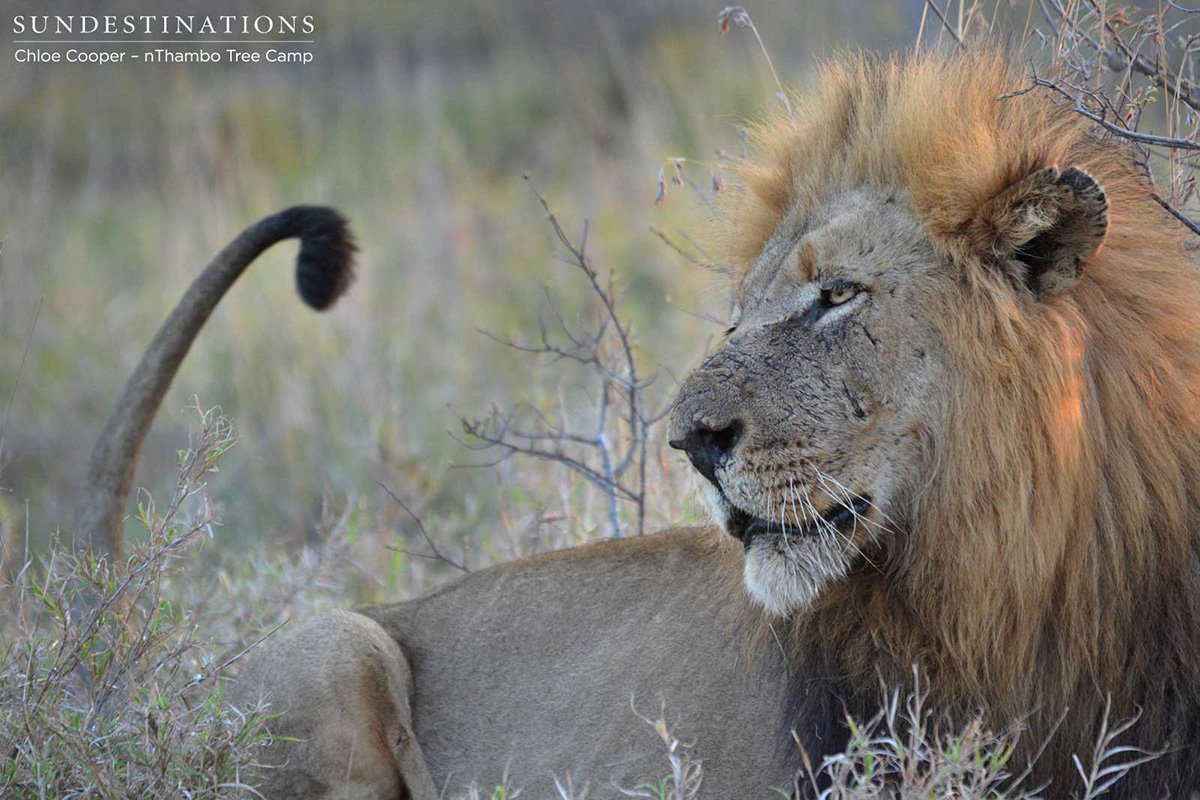 Trilogy Male Trilogy Male