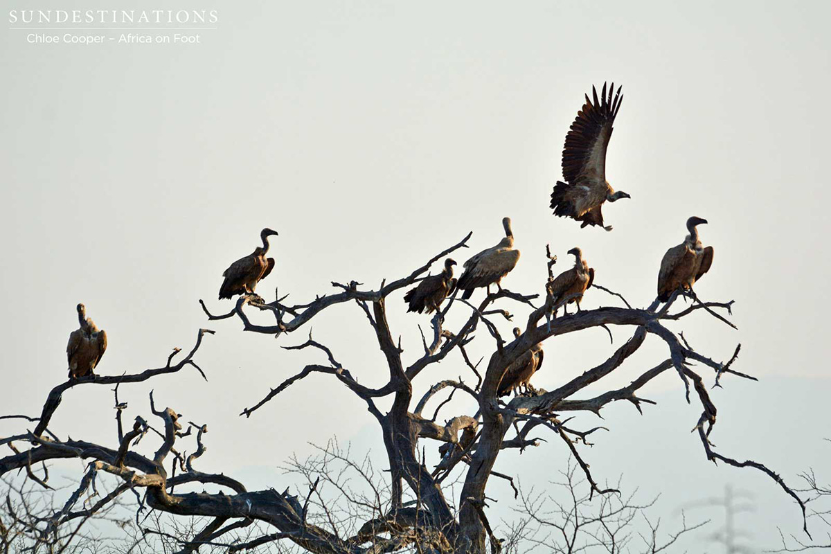 Kettle of Vultures Kettle of Vultures