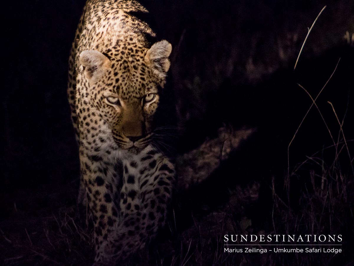 WarthogWallow WarthogWallow