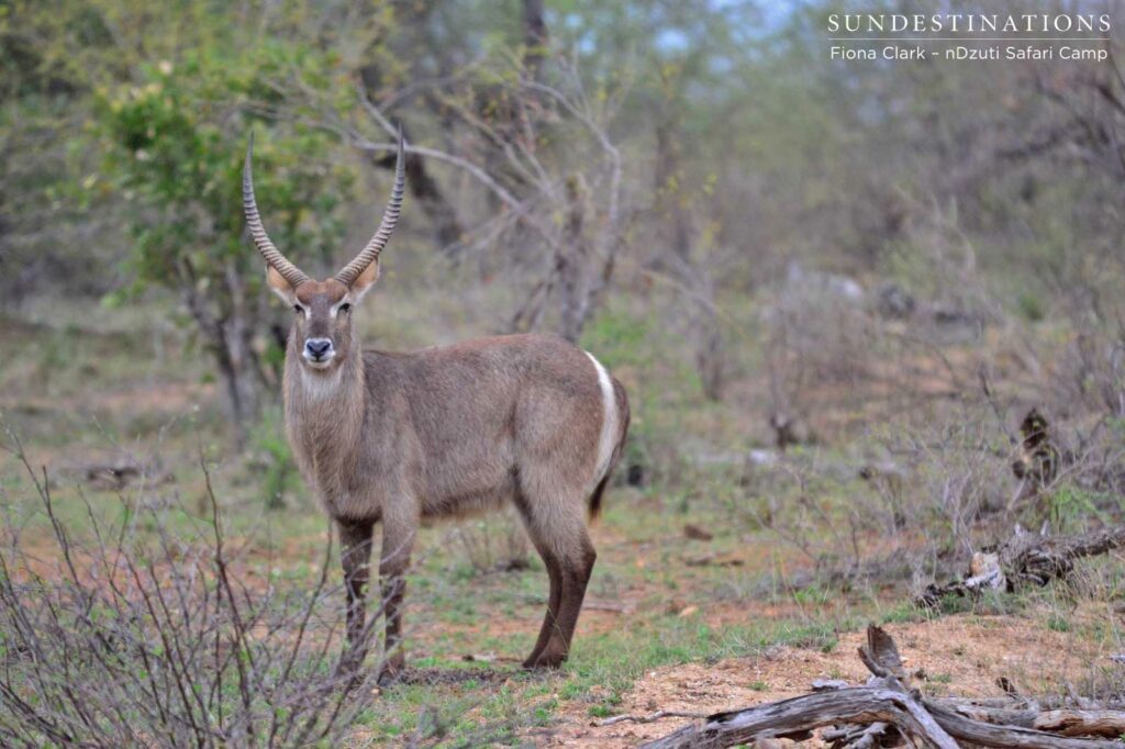 Male waterbuck looking proud Male waterbuck looking proud