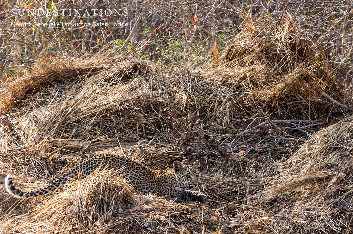 White Dam Female Cub White Dam Female Cub