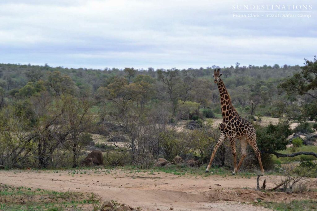 A giraffe on the cloudy landscape A giraffe on the cloudy landscape