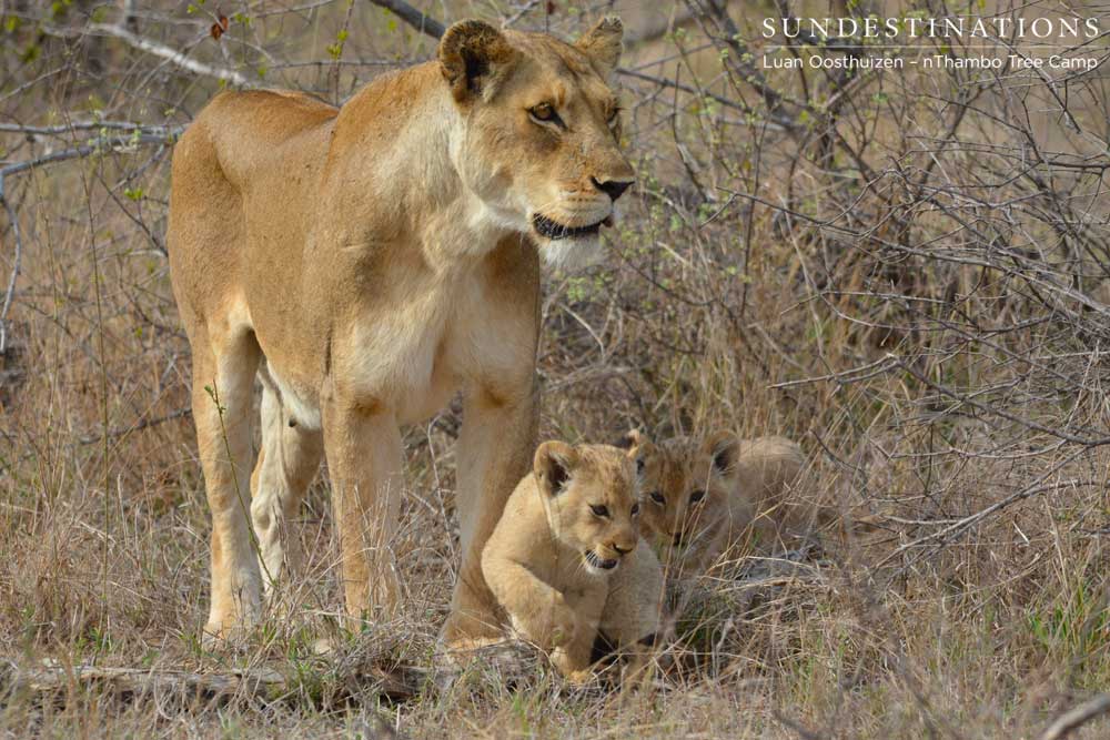 The cubs from November's litter sadly did not survive The cubs from November's litter sadly did not survive