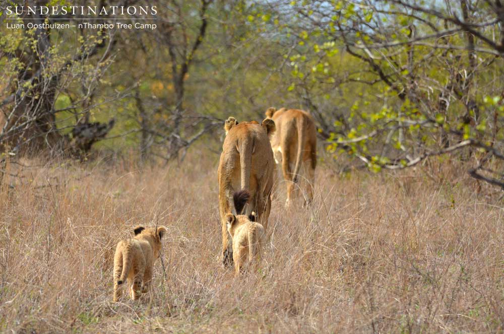 Last year in November, the second Ross breakaway lioness had these young cubs Last year in November, the second Ross breakaway lioness had these young cubs