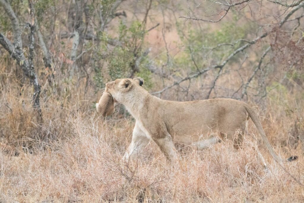pat saunders lioness moving cub Ross lioness moving her cubs to a safer location 2 weeks ago. Photo by Pat Saunders.