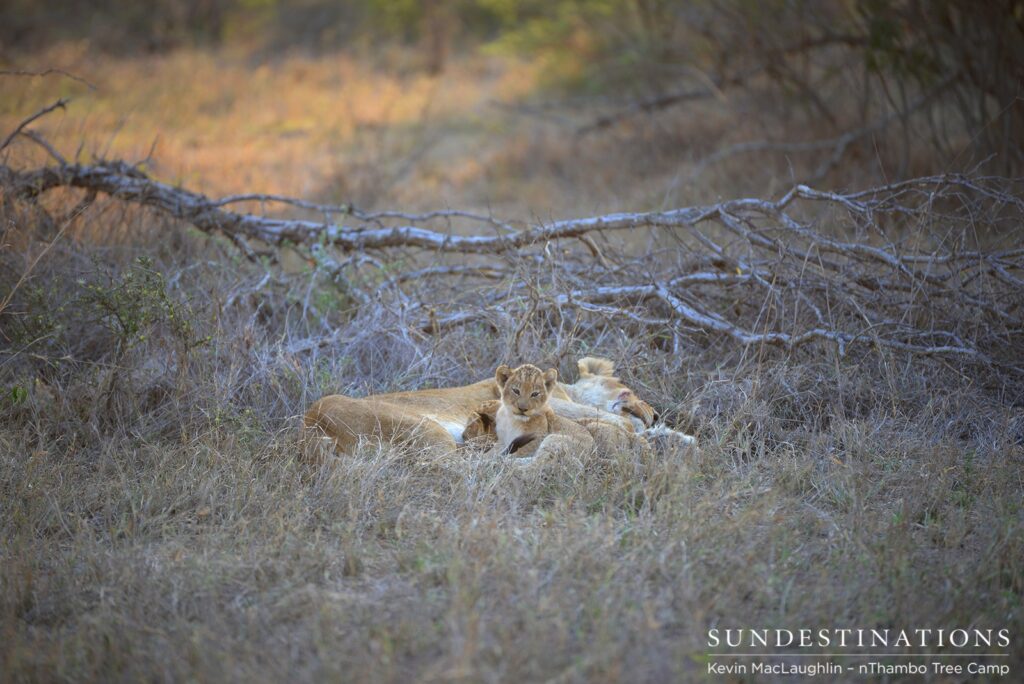 Ross Breakaway lion cubs with mom Ross Breakaway lion cubs with mom