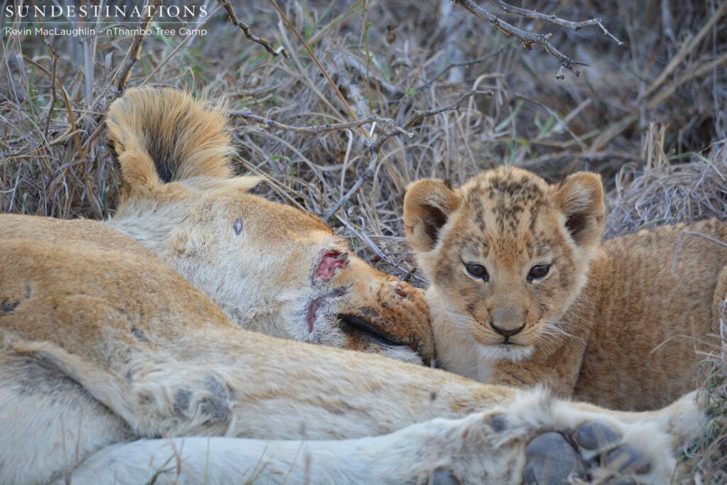 Ross Breakaway lion cubs together with their mom Ross Breakaway lion cubs together with their mom