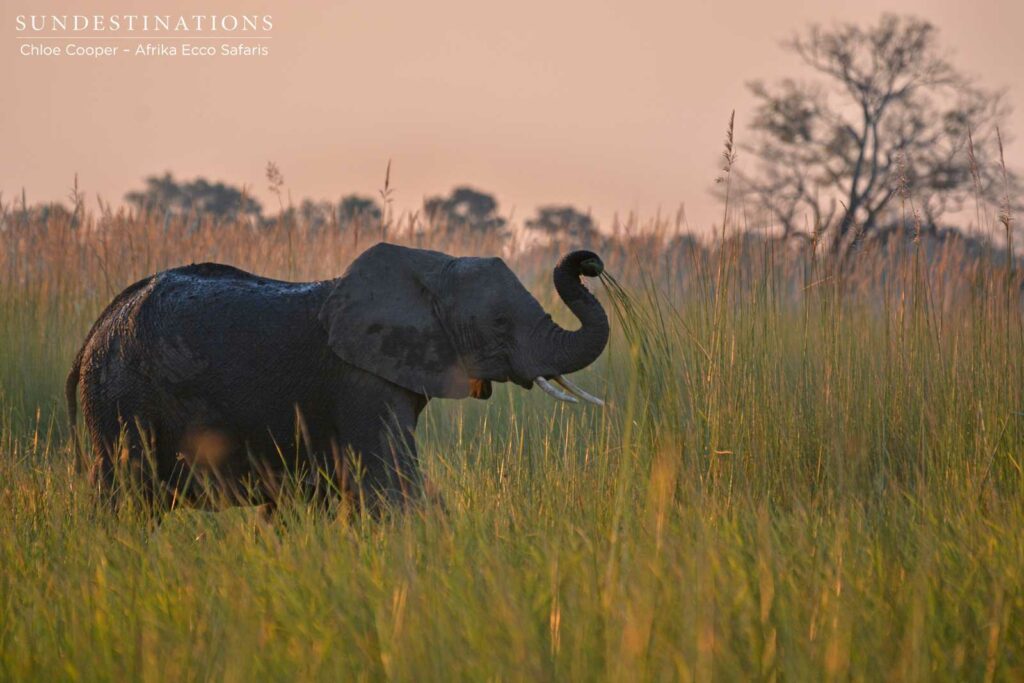 Elephant plucking the reeds Elephant plucking the reeds
