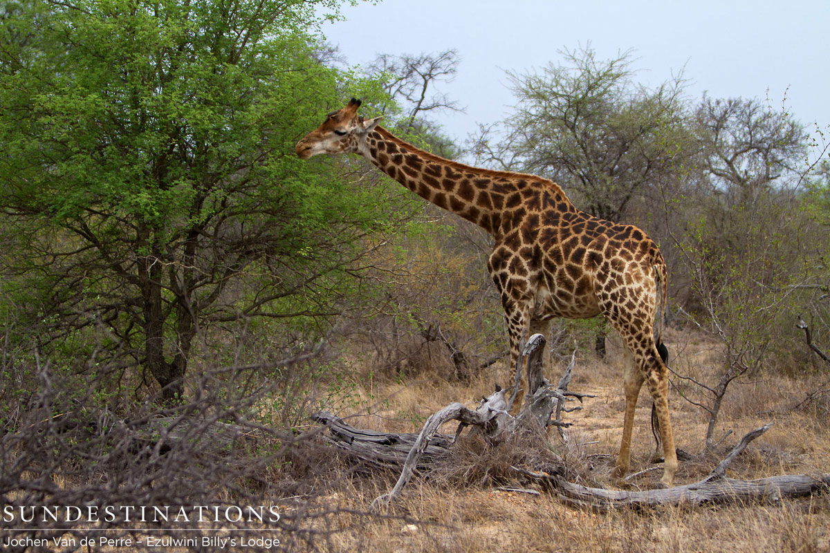 Balule Giraffe Giraffe feeds in the Balule