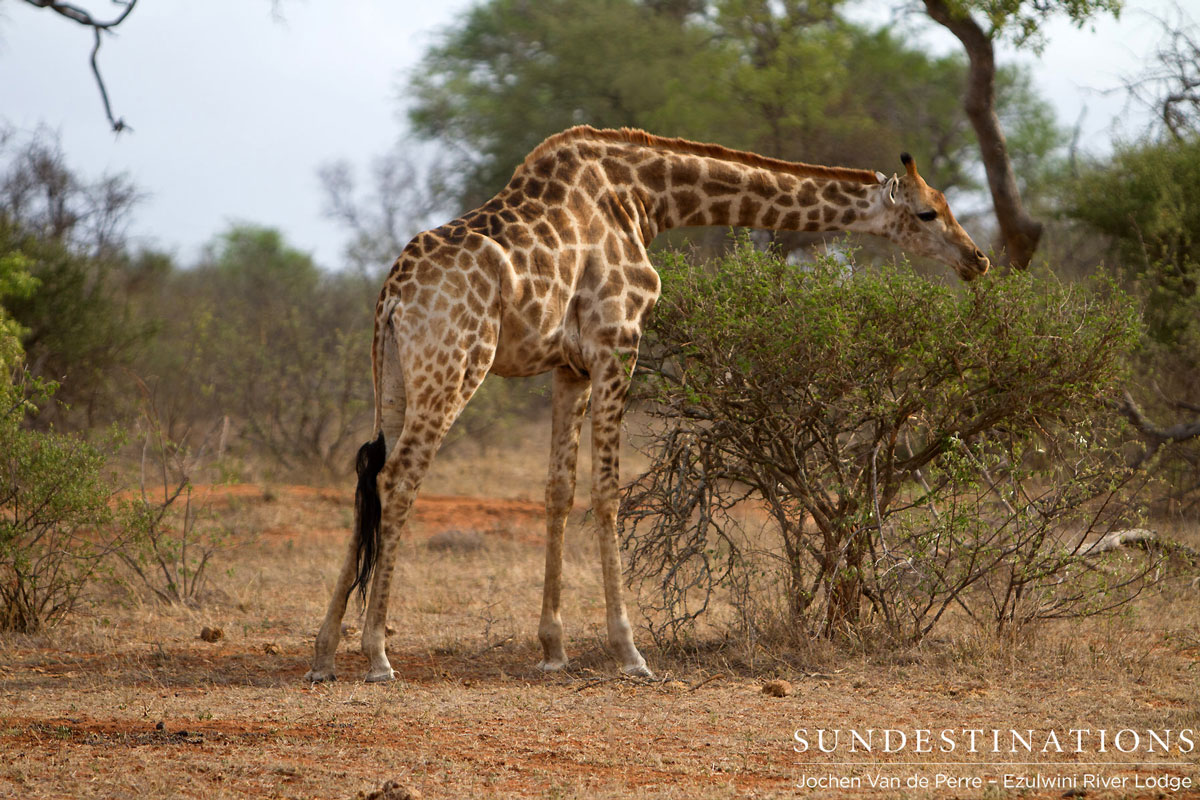 Browsing Giraffe Browsing Giraffe