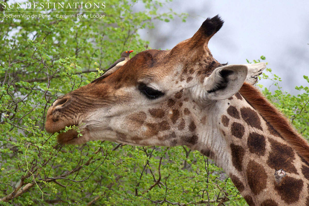 Giraffe & Oxpecker Giraffe & Oxpecker