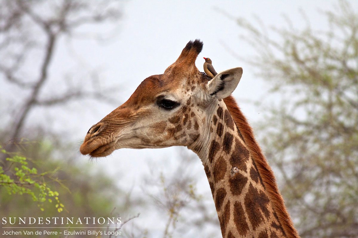 Giraffe with Oxpecker Giraffe with Oxpecker