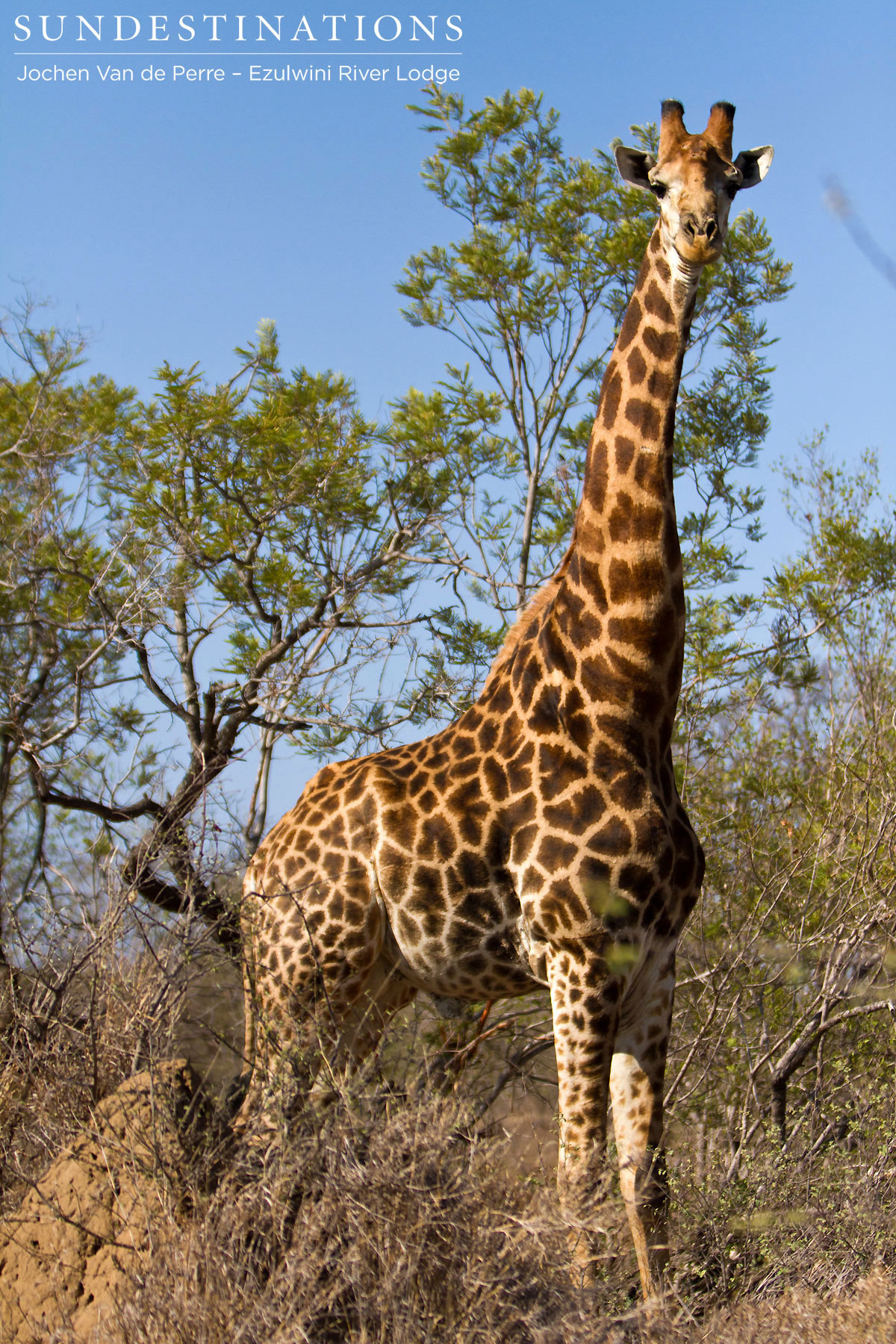 Giraffe Giraffe